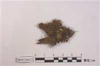 藏品(指葉蘚屬)的圖片